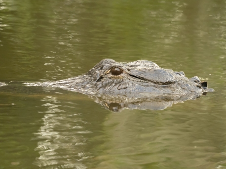 P5051383 alligator