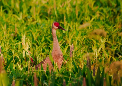 P5051445 sandhill crane