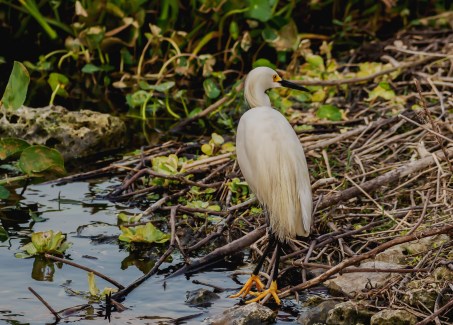 P5051459 snowy egret