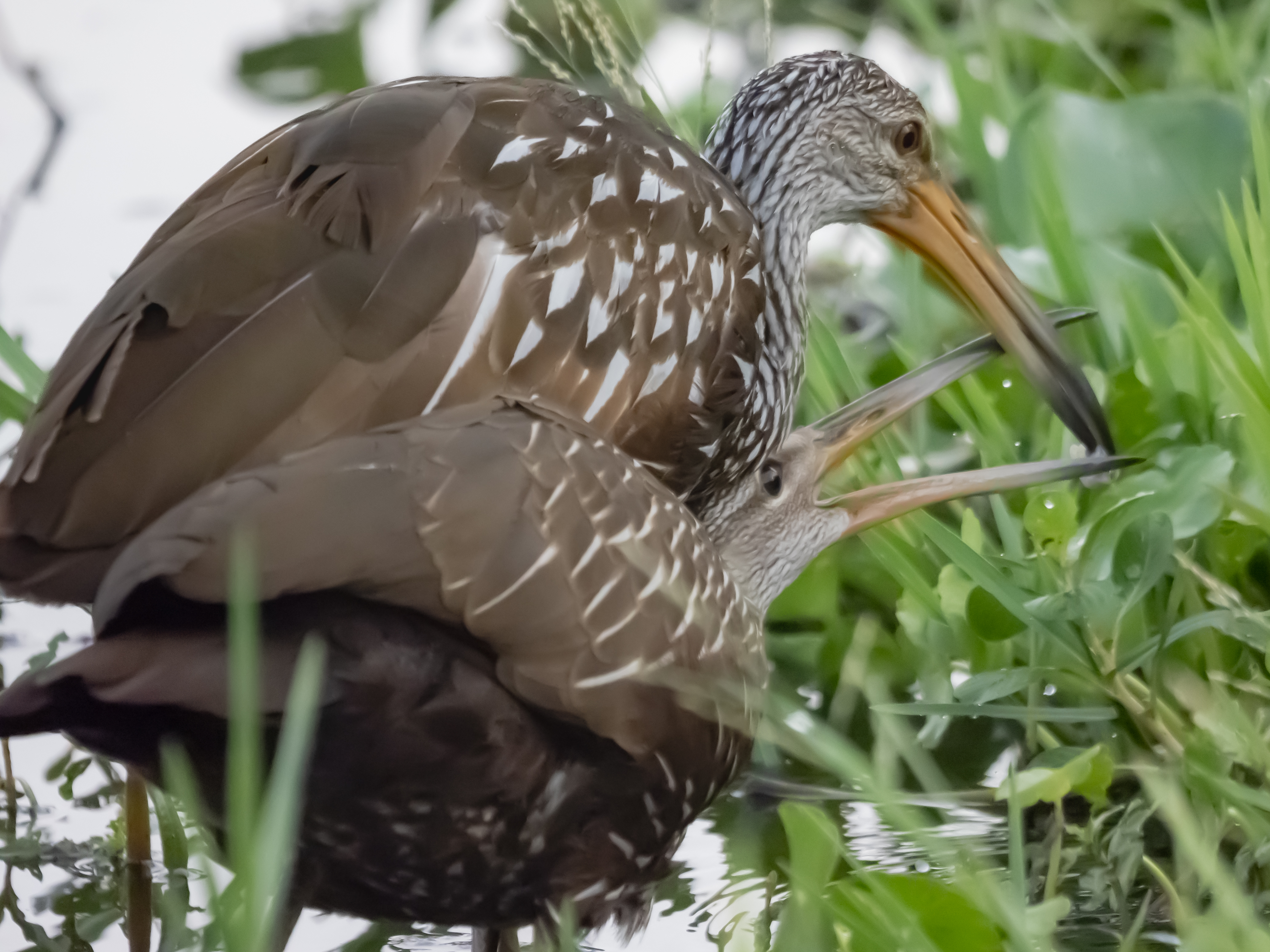 P5060795 - mamma and baby limpkin