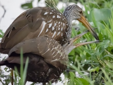 P5060795 - mamma and baby limpkin