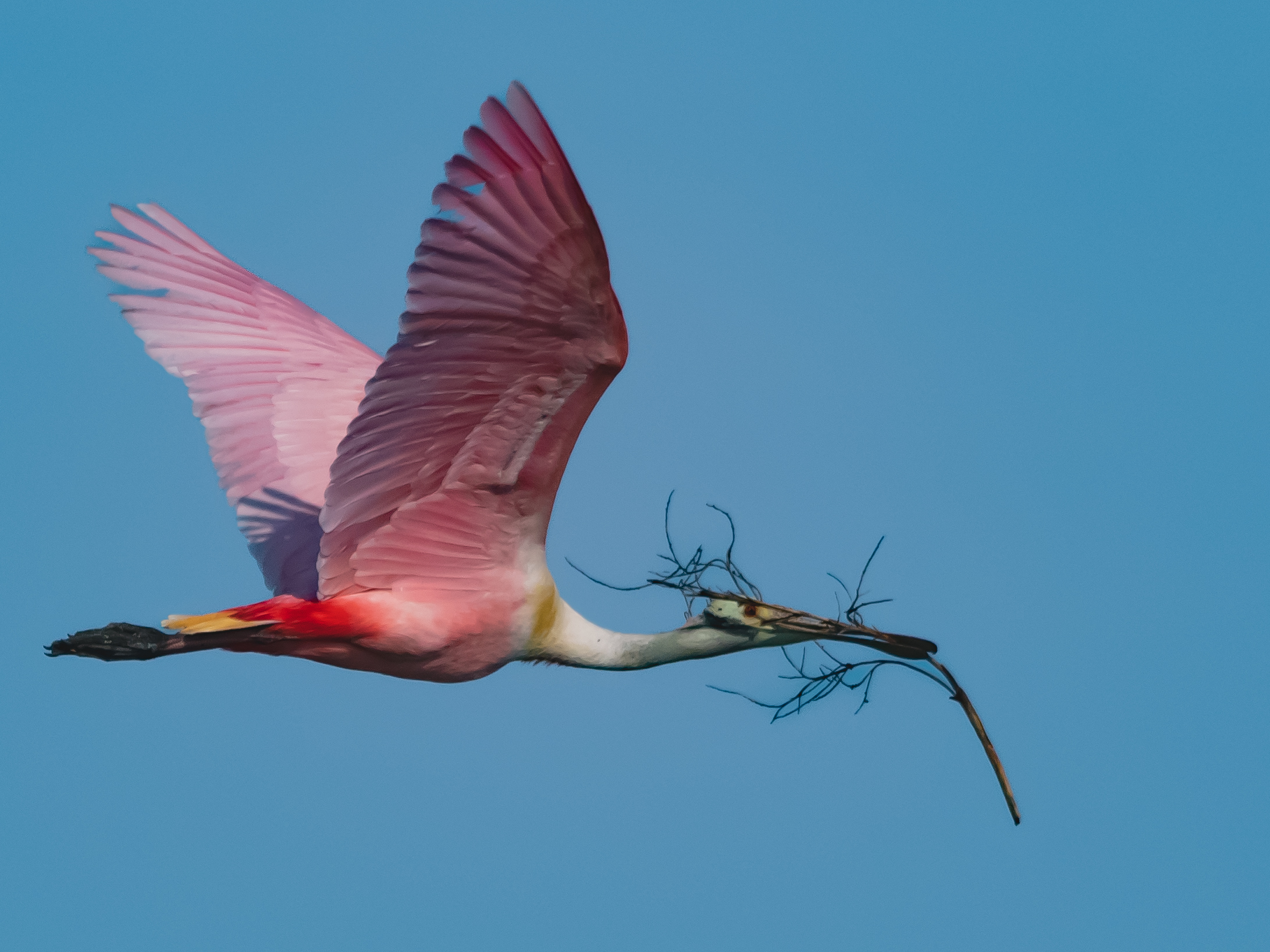 P5060962 - spoonbill with nest materials