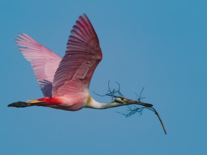P5060962 - spoonbill with nest materials