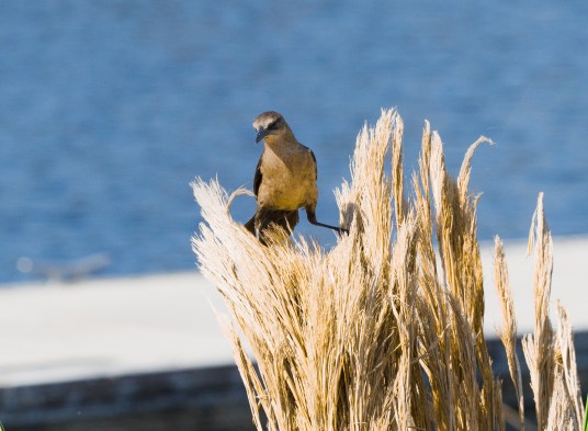 P5061871 female blackbird