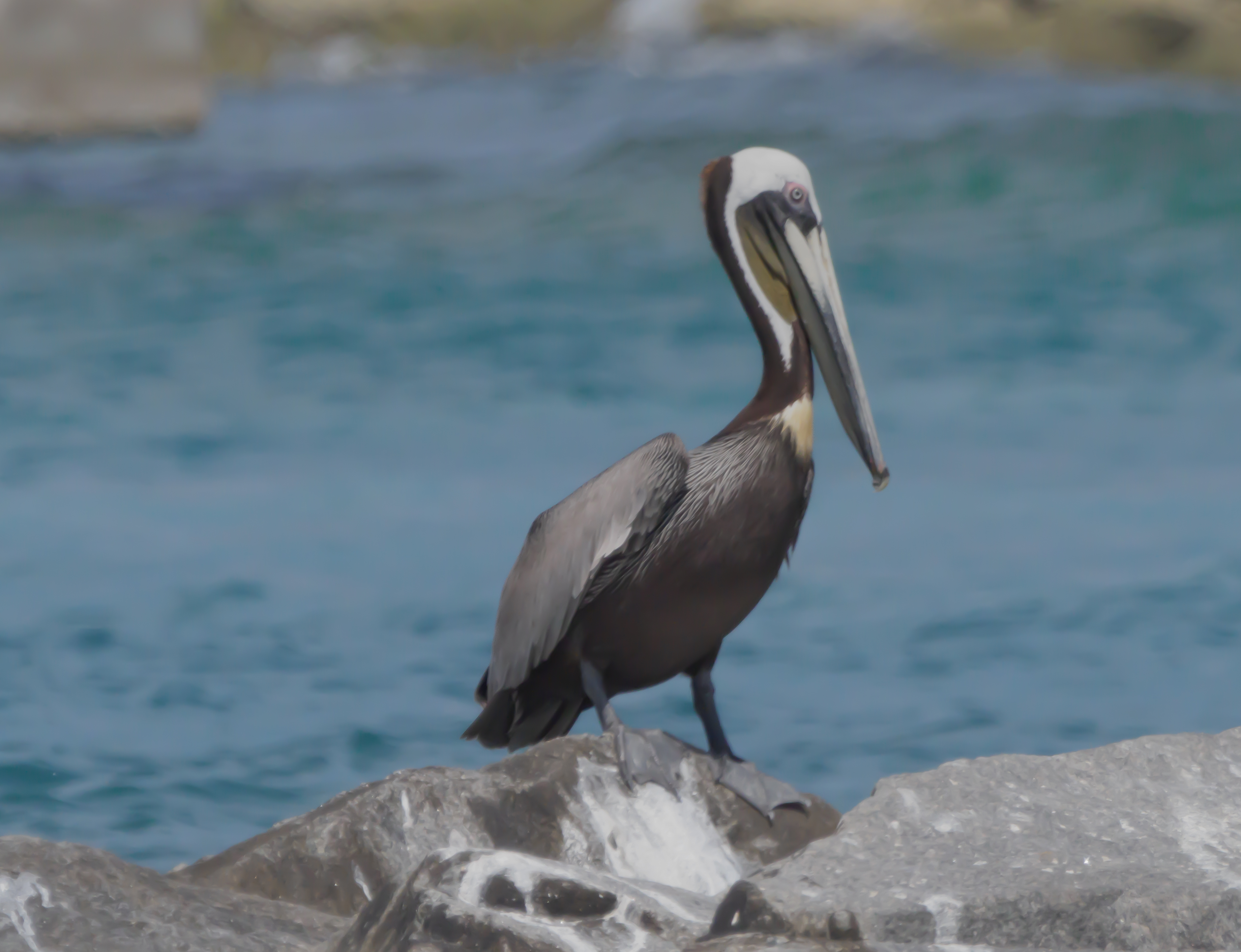 P5062193 pelican on rocks