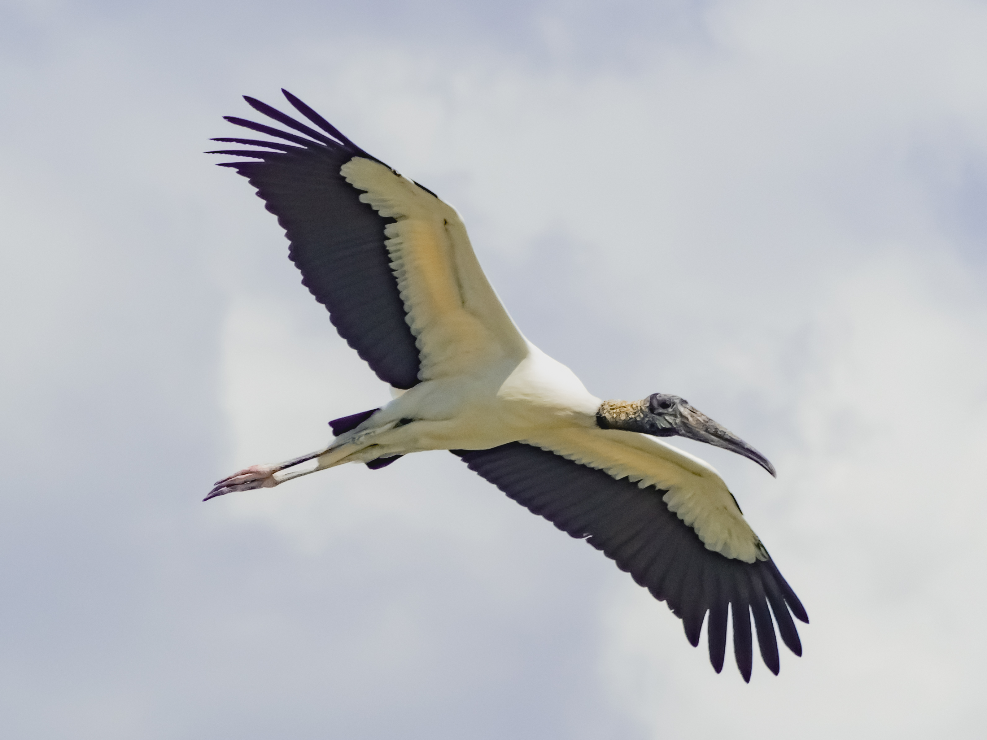 P5062538 - woodstork in flight