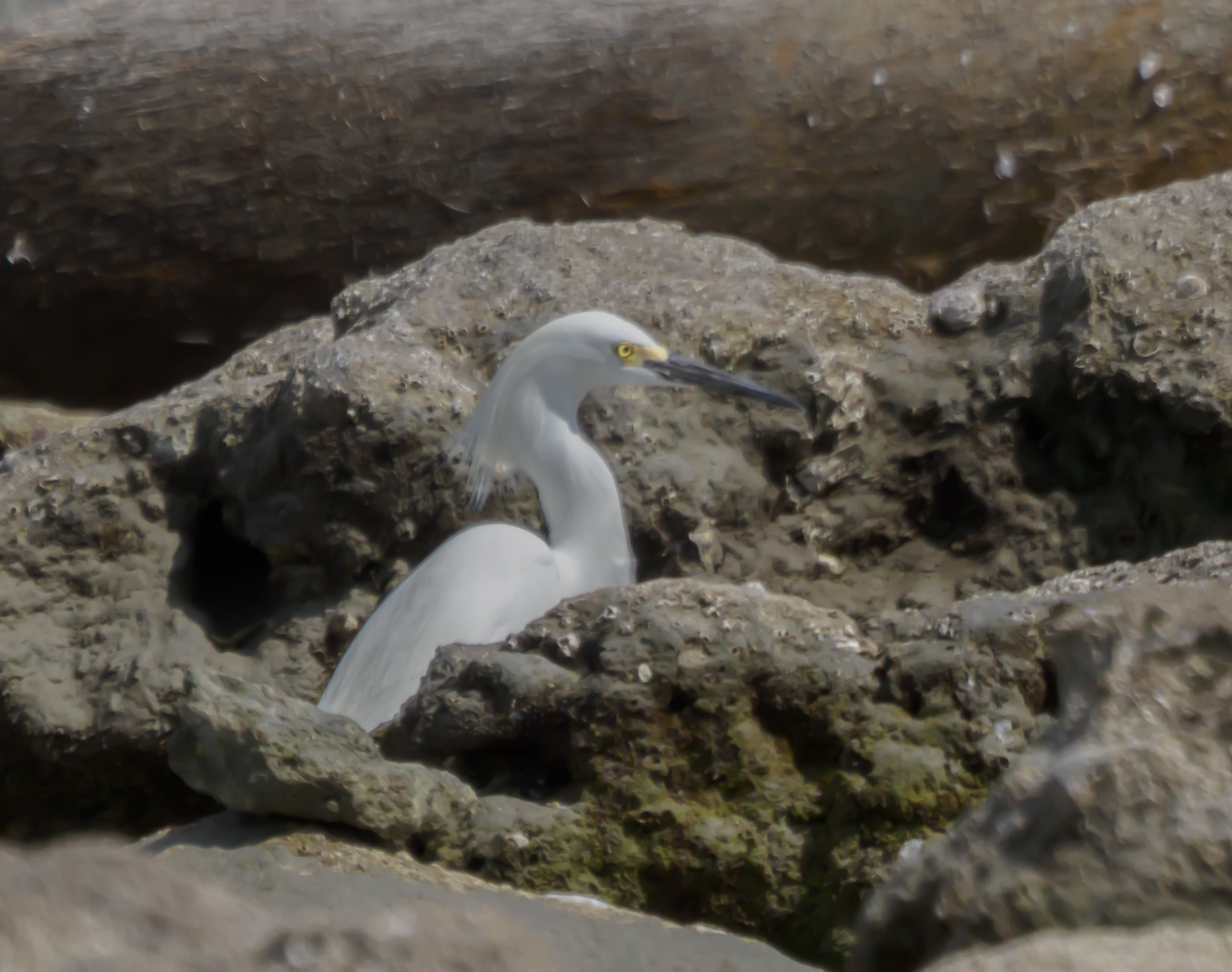 P5062581 snowy in the rocks