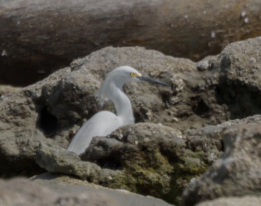 P5062581 snowy in the rocks