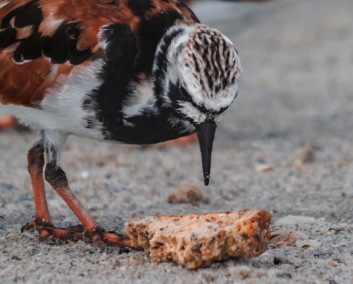 P5062744 ruddy turnstsone