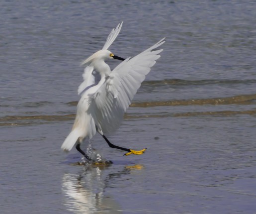 P5062799 dancing snowy