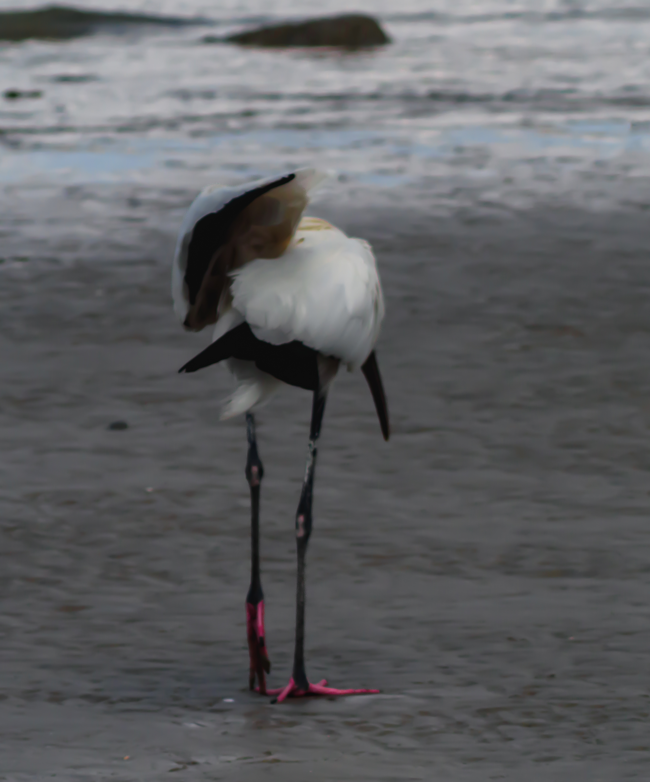 P5062891 copy woodstork