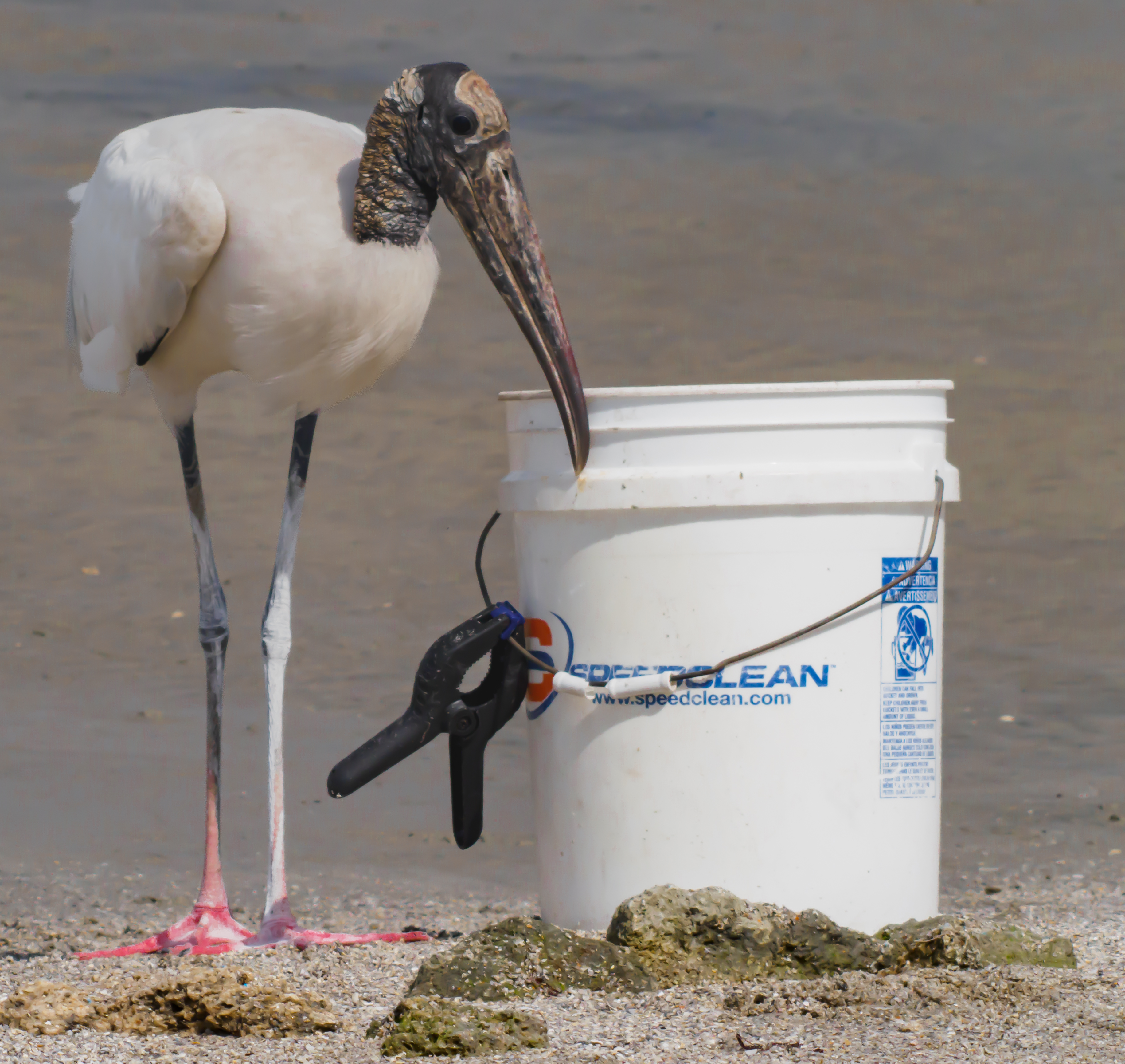 P5062967 woodstock near bucket