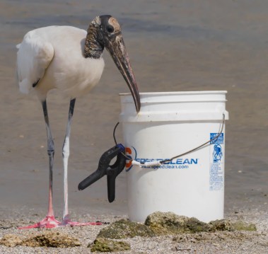 P5062967 woodstock near bucket