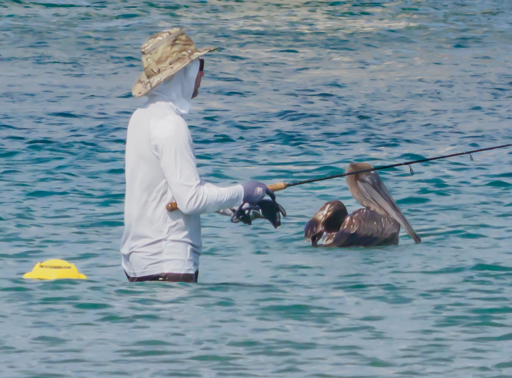 P5063079 begging pelican