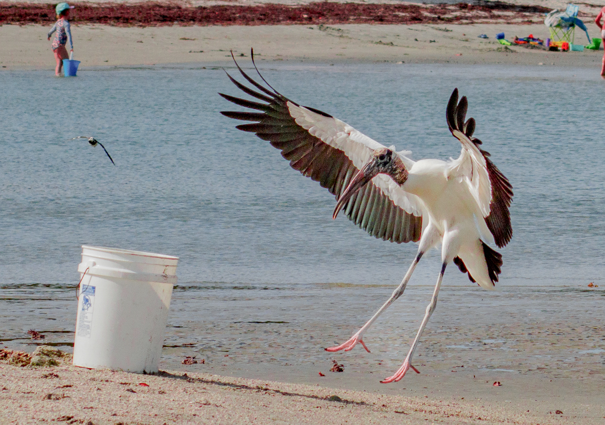 P5063401 wood stork and bucket