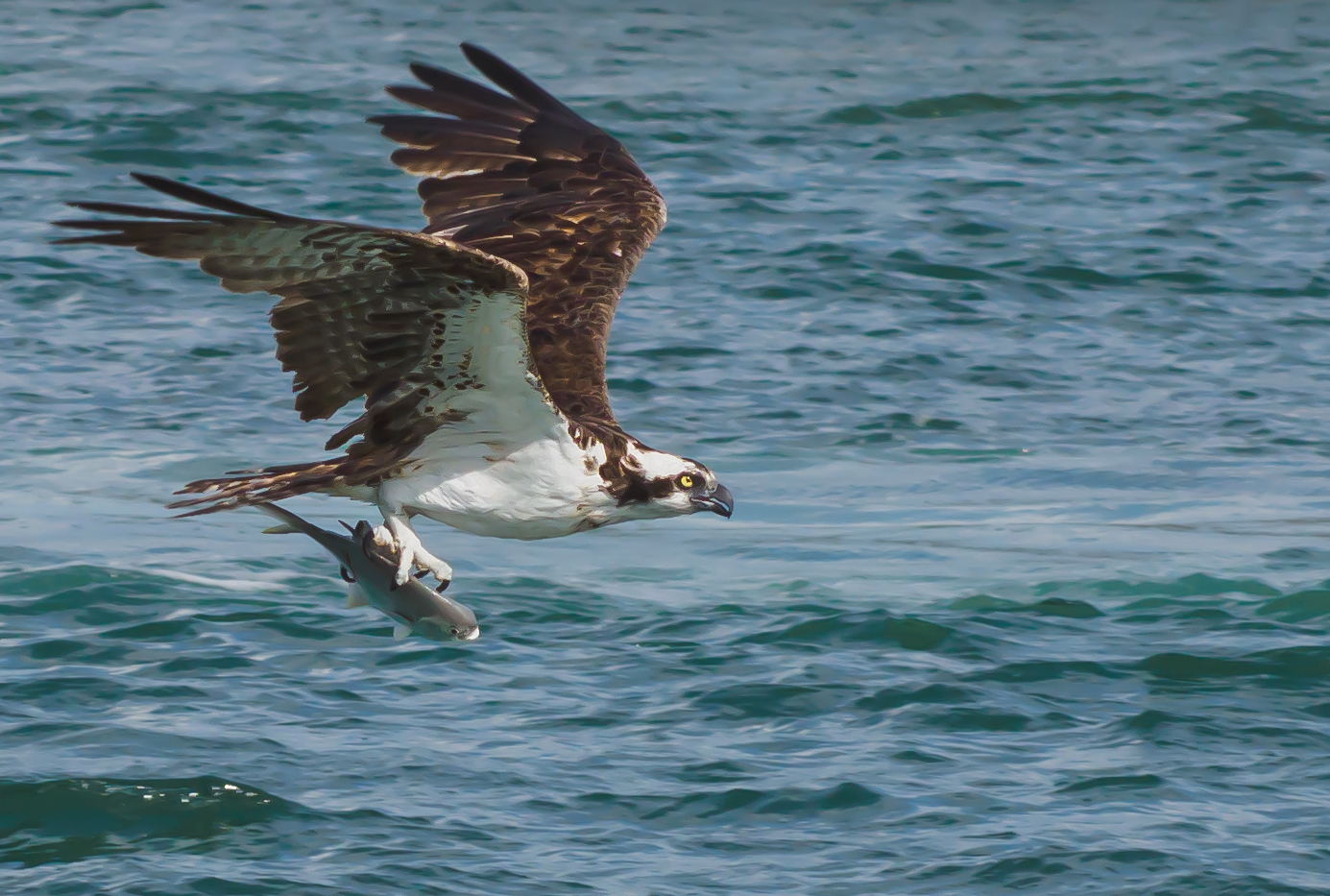 P5063500 osprey with fish