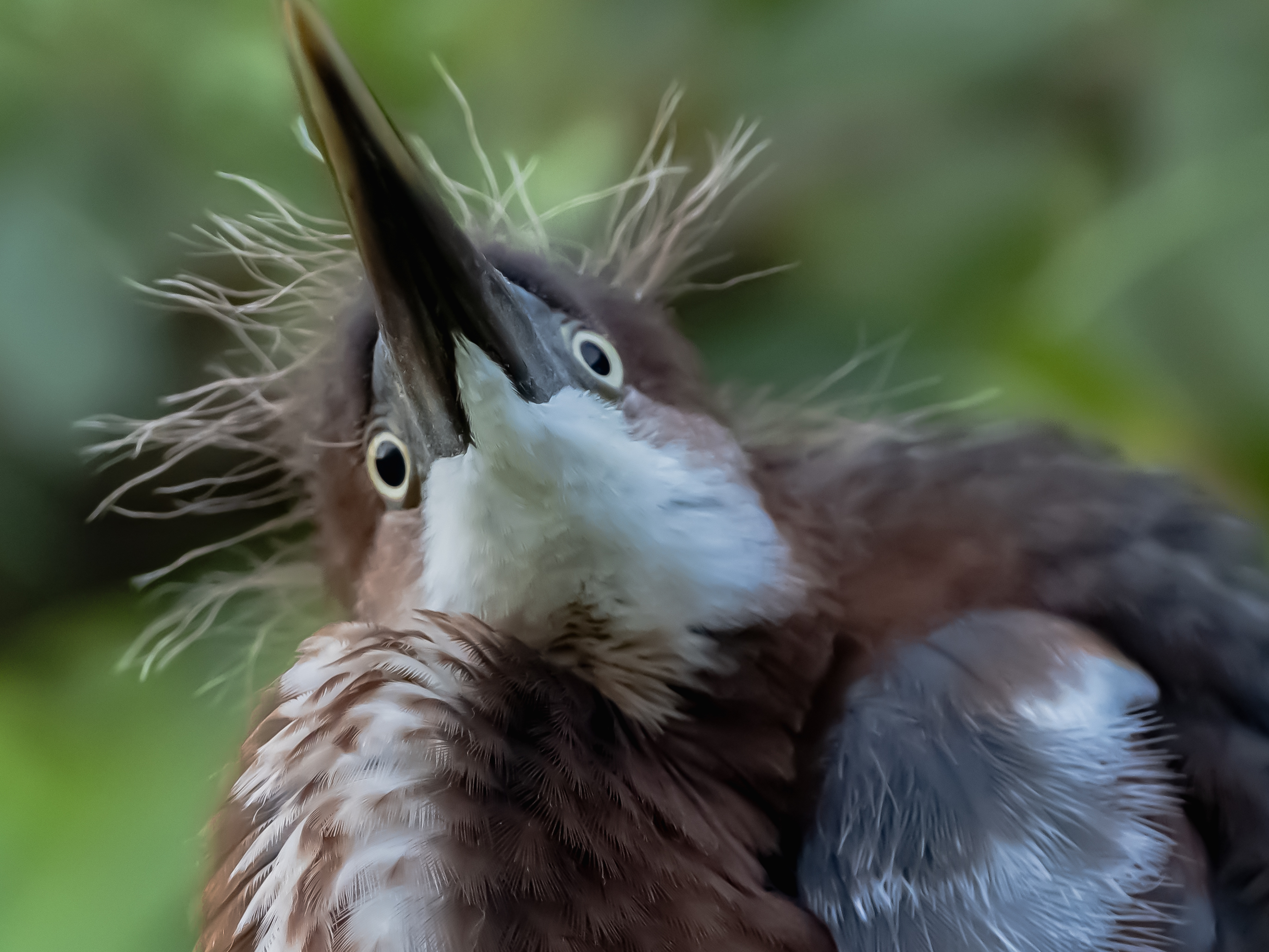 P5070021 baby anhinga
