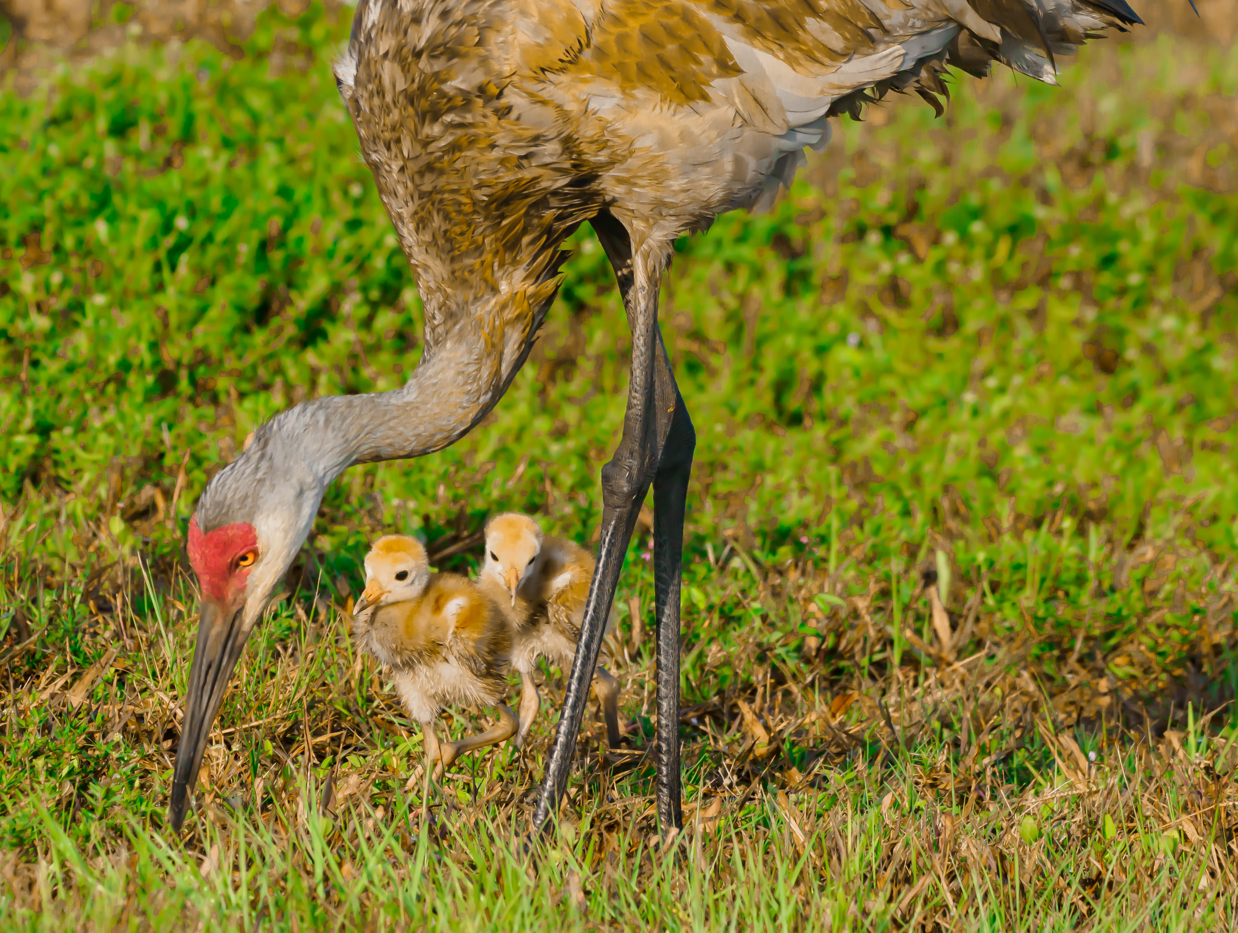 P5070114 sandhill crane family