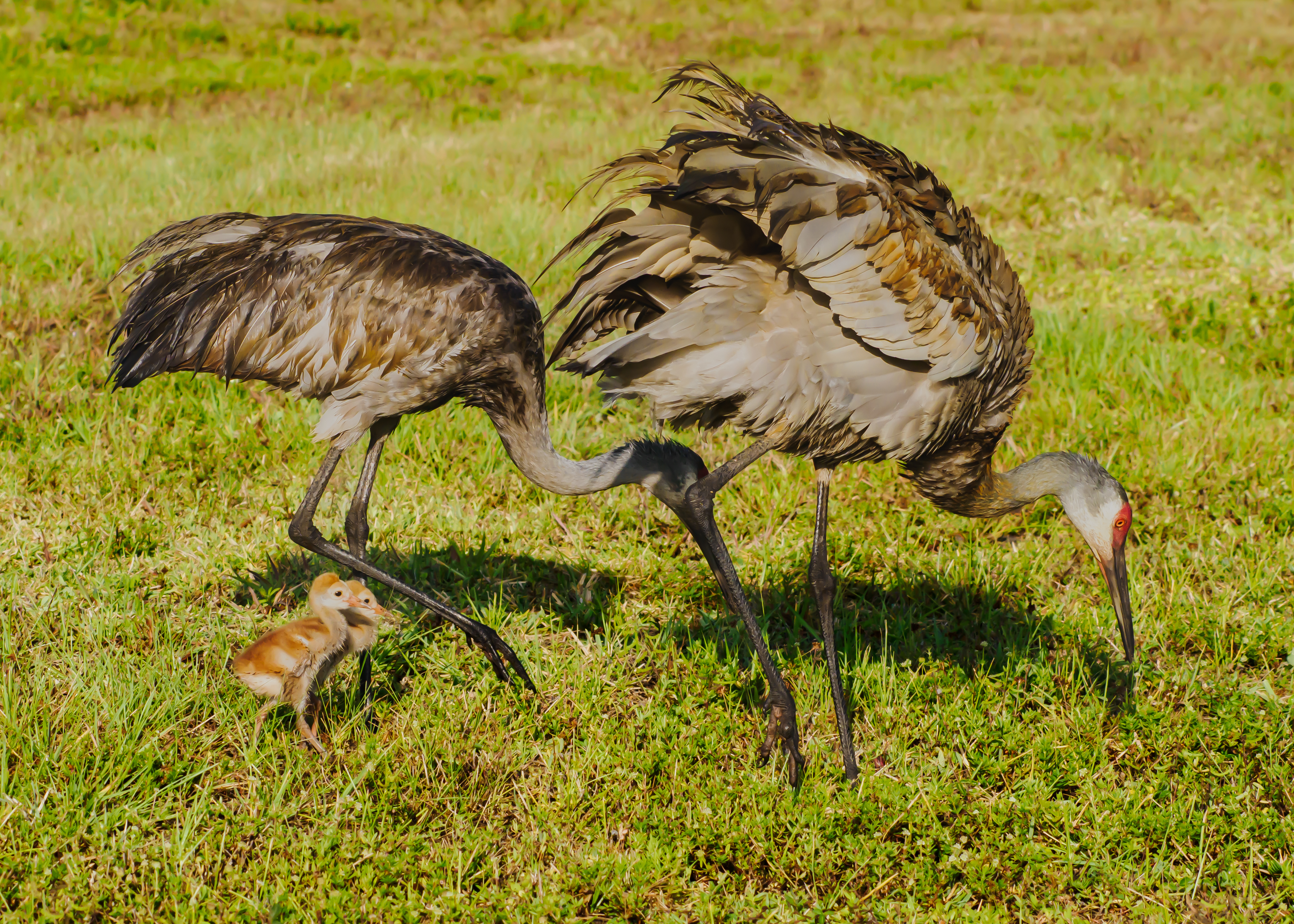 P5070224 sandhill crane family