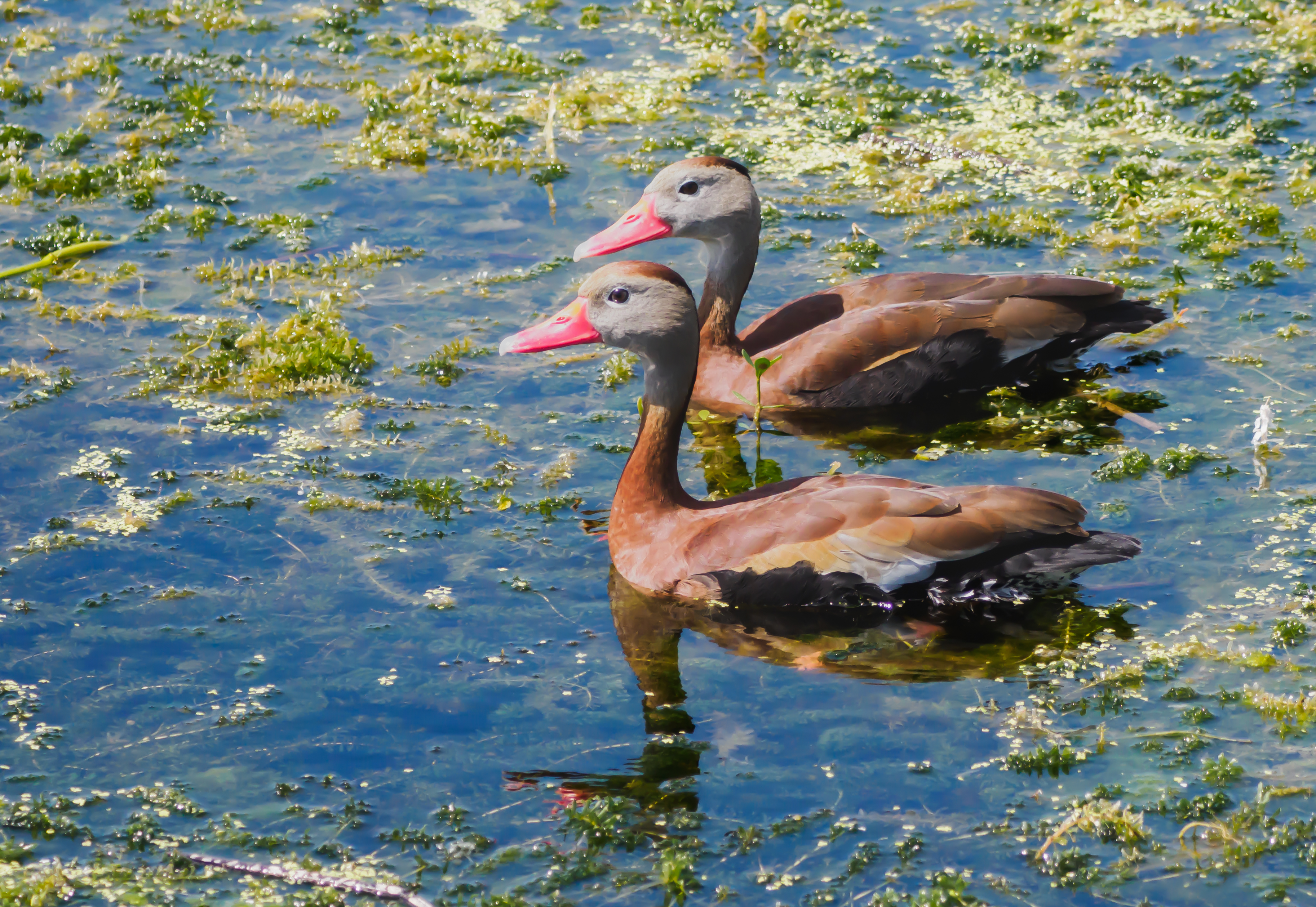 P5070243 pair of whistling ducks