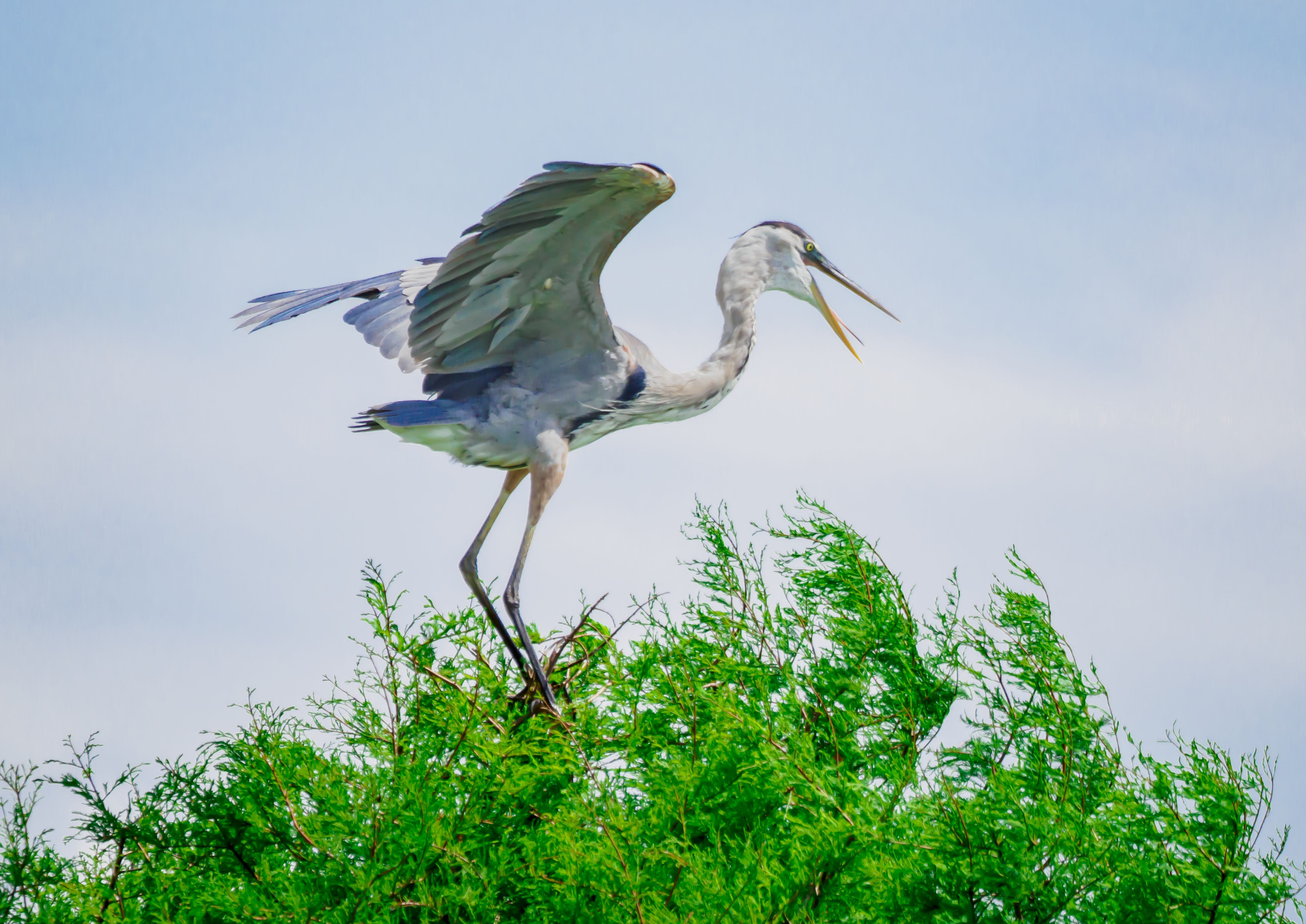 P5070270 gbh fighting the wind