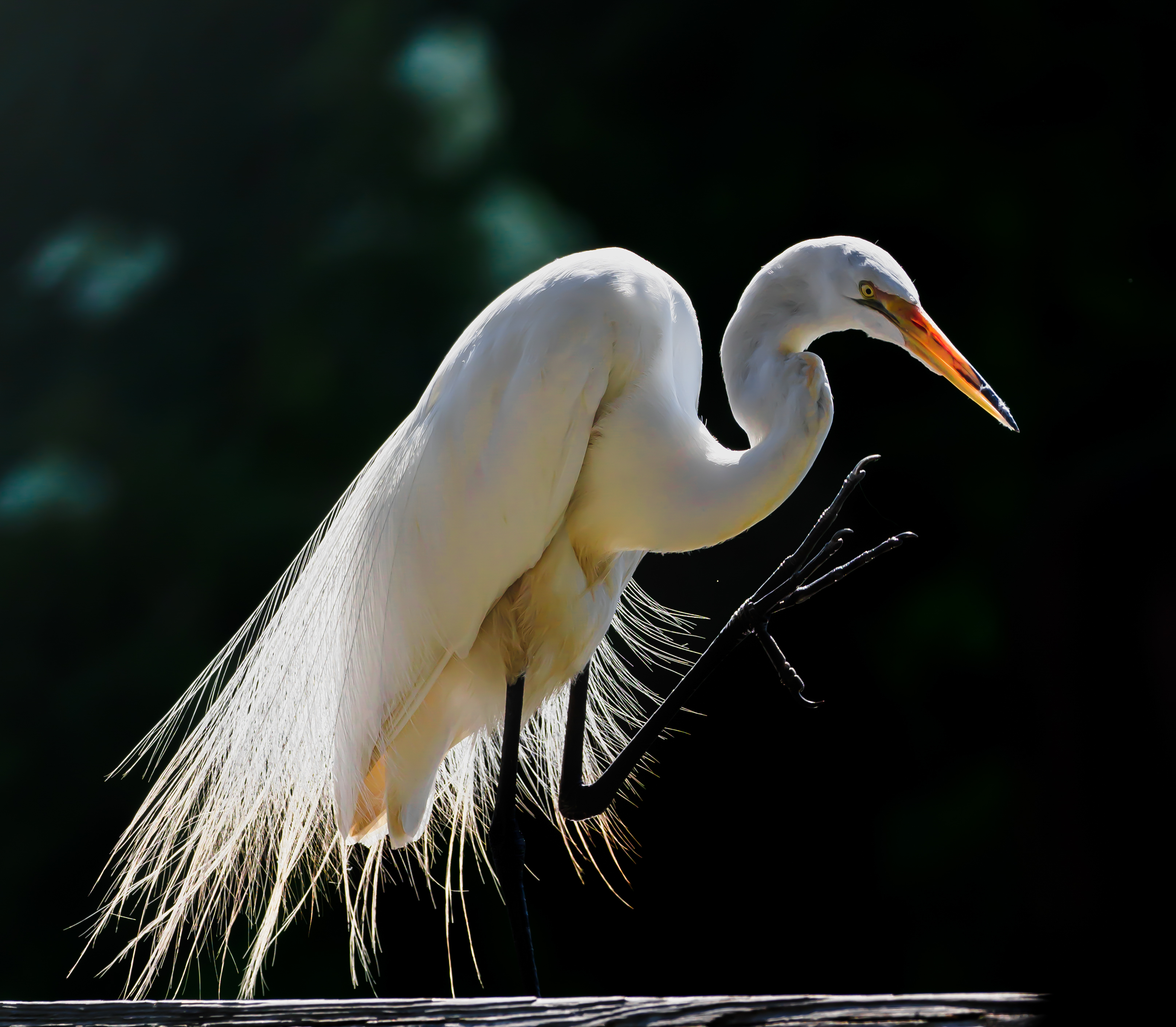 P5070307 eret in shdow