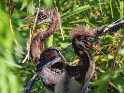 P5070364 two tribabies