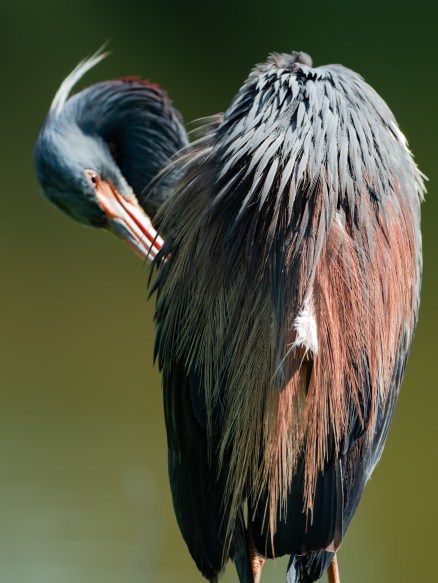 P5070429-2preeninh tricolor