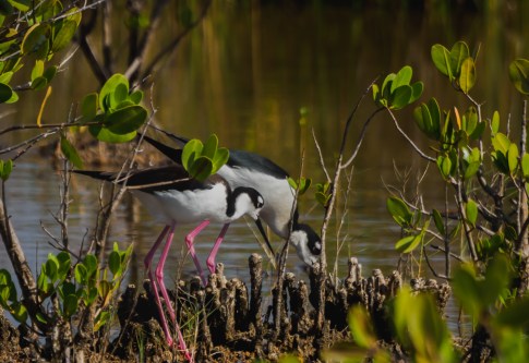 P5070507 two black necked stilts
