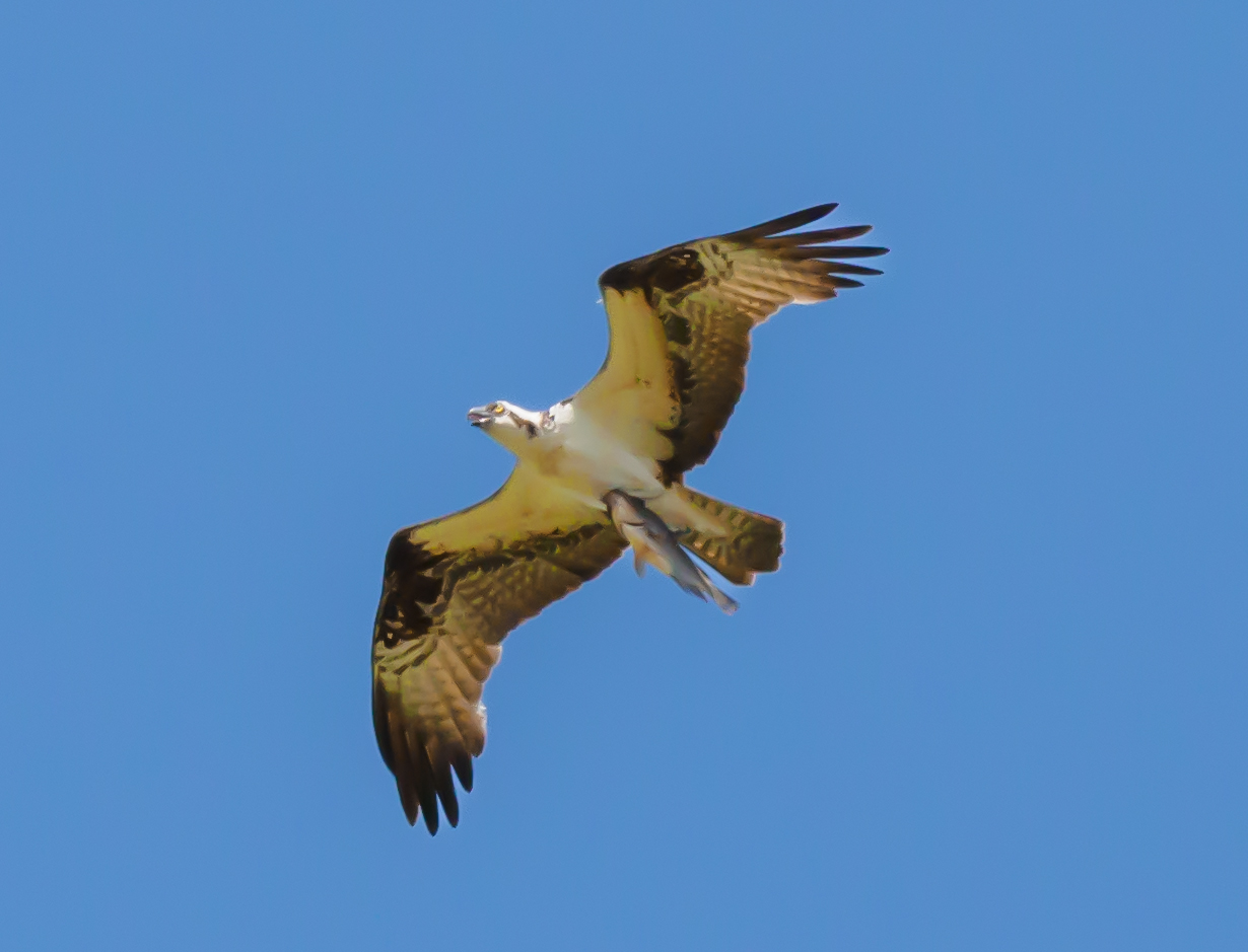 P5070753 - osprey with fish