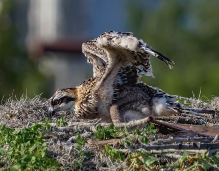 P5070914 juvie osprey winging it
