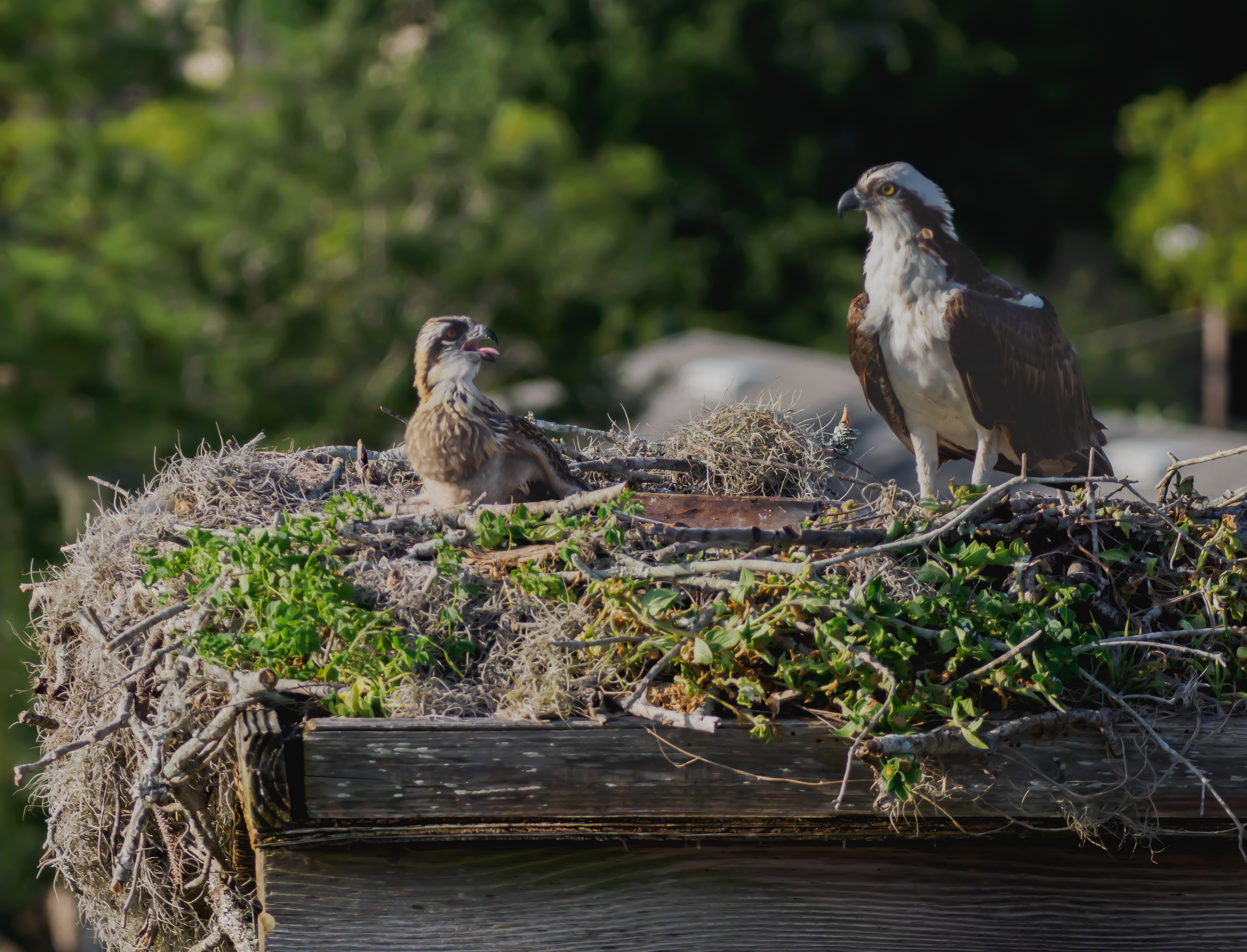 P5071055 mom and bby