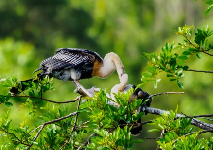 P5080182 anhinga feeding baby