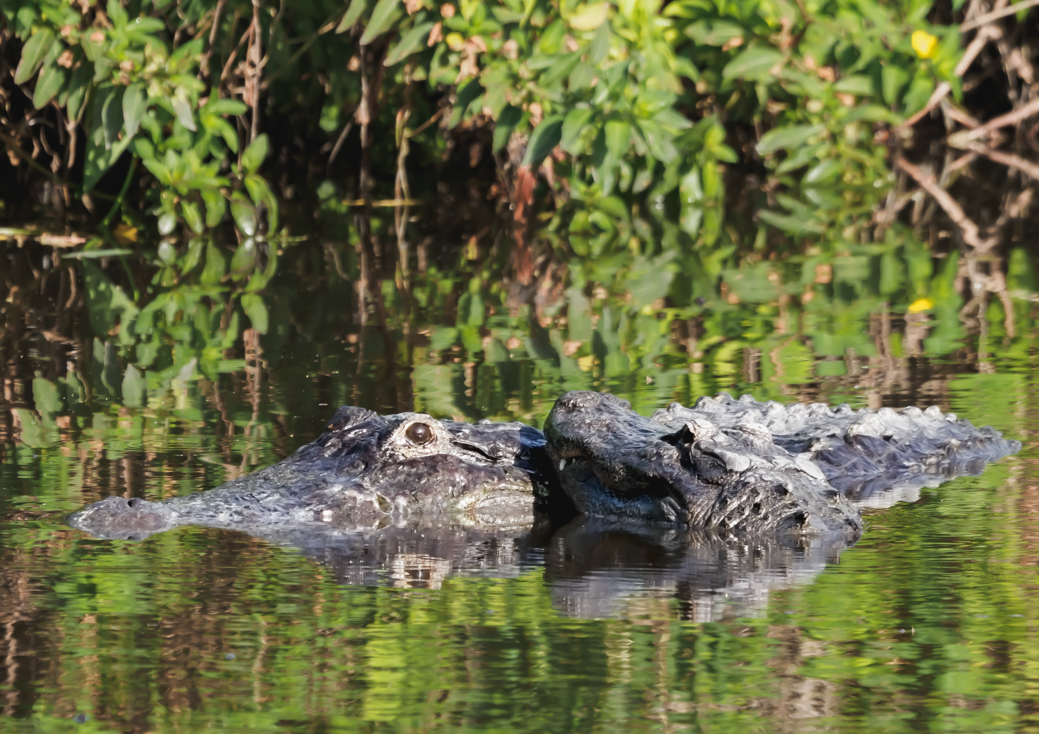 P5080371 lovey alligators