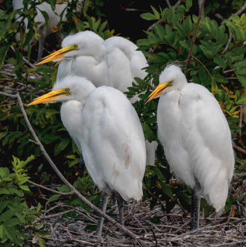 P5080495 egret babies