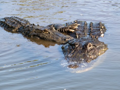 P5080585 alligator love