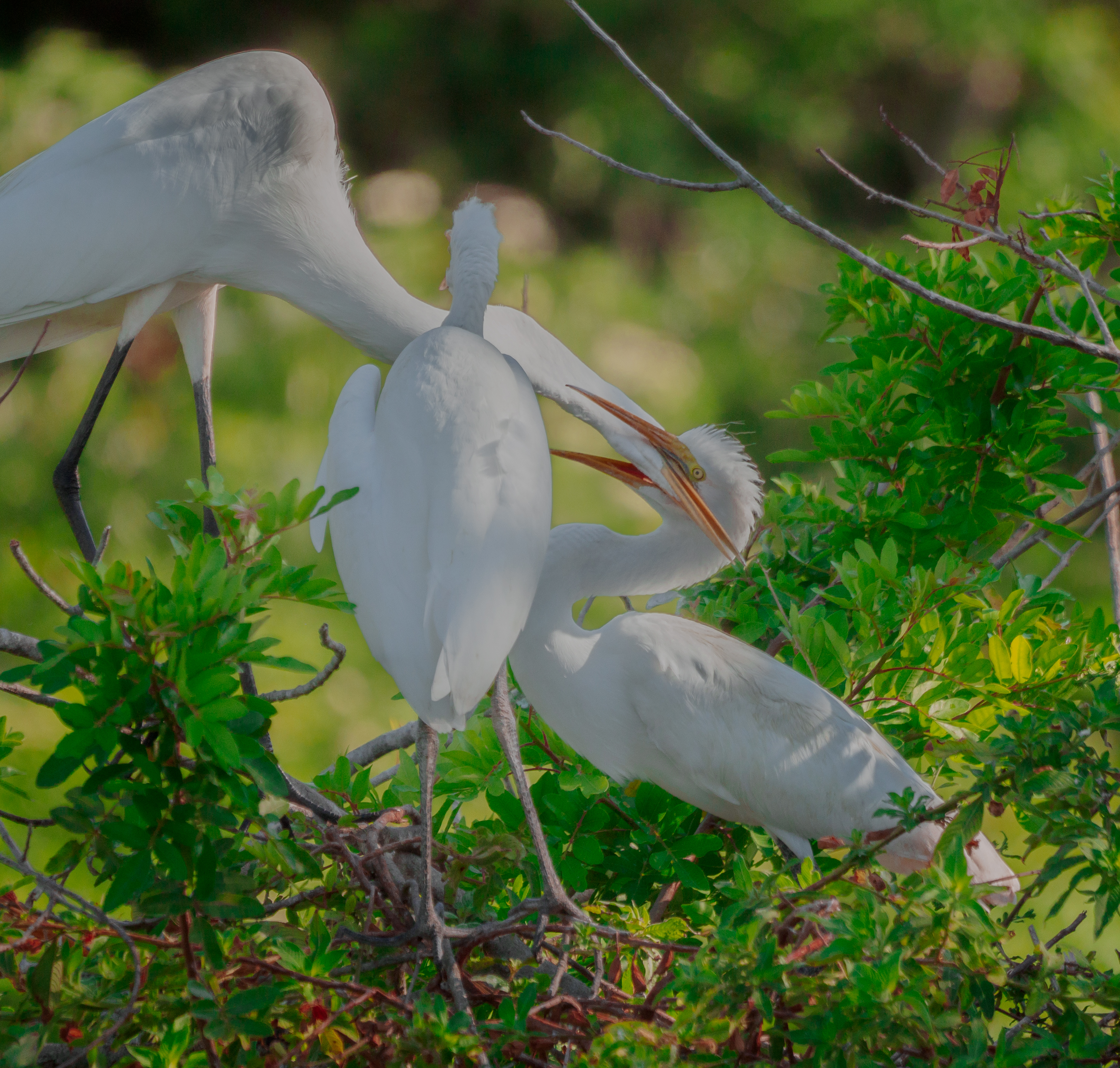 P5080720 egrets feeding