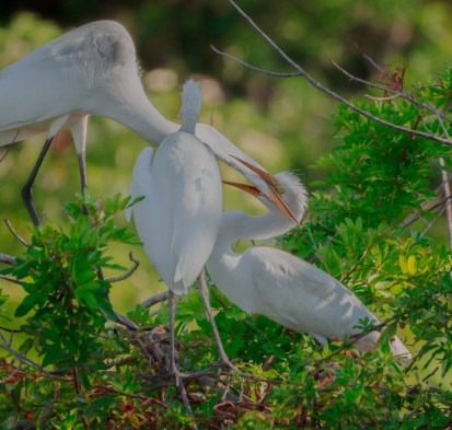 P5080720 egrets feeding