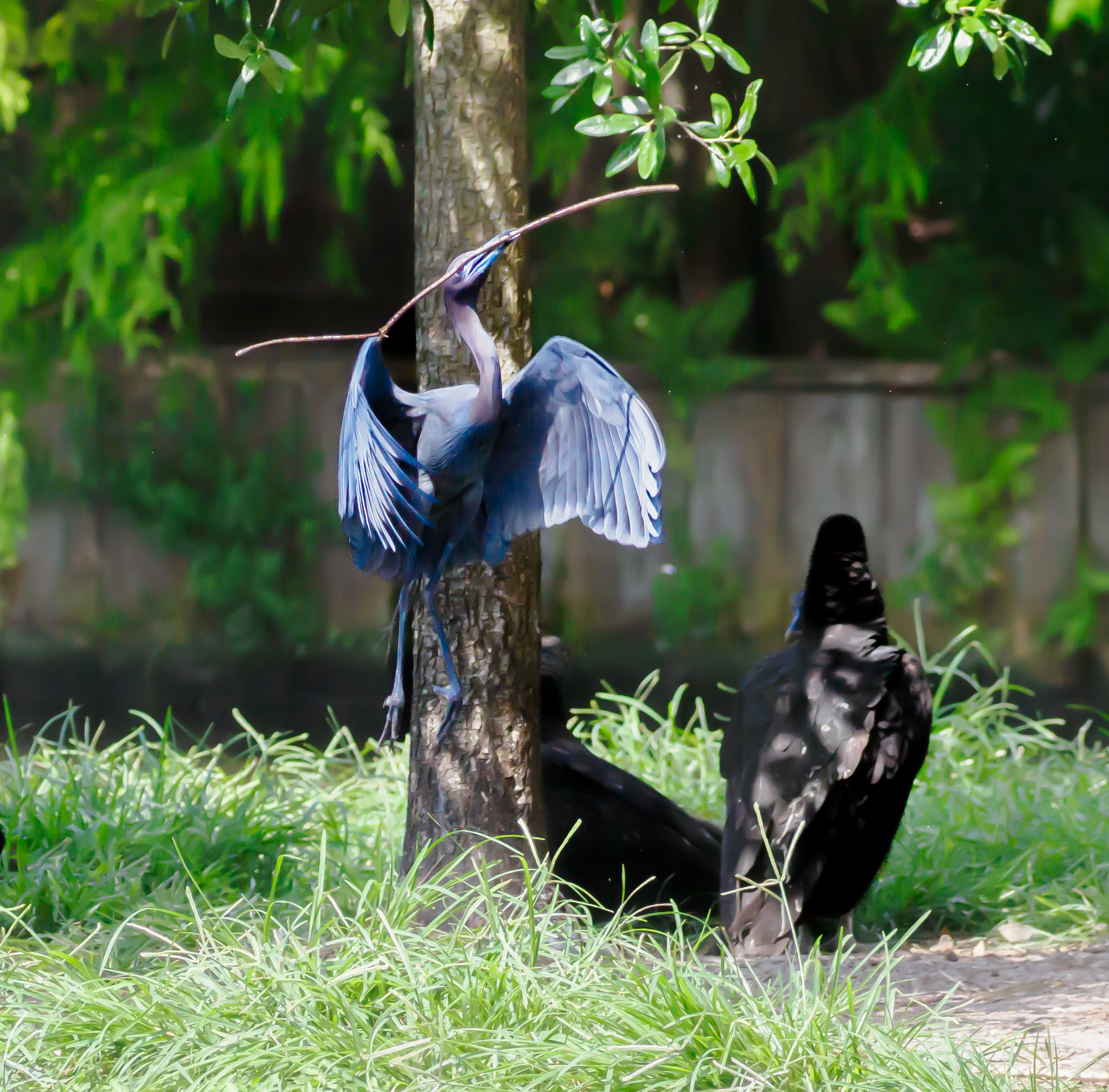 P5081161 blue heron with stick