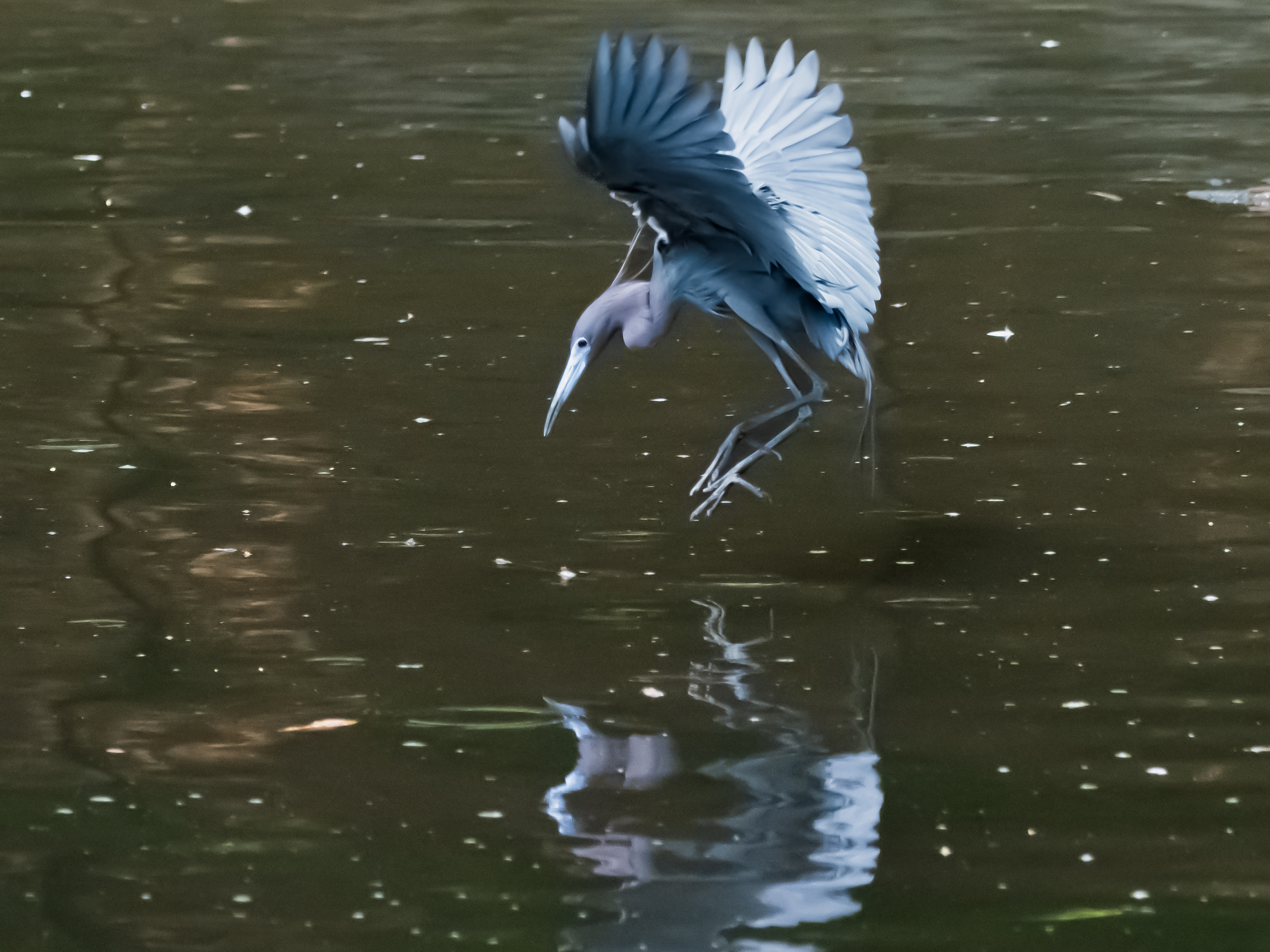 P5081470 tricolor water landing