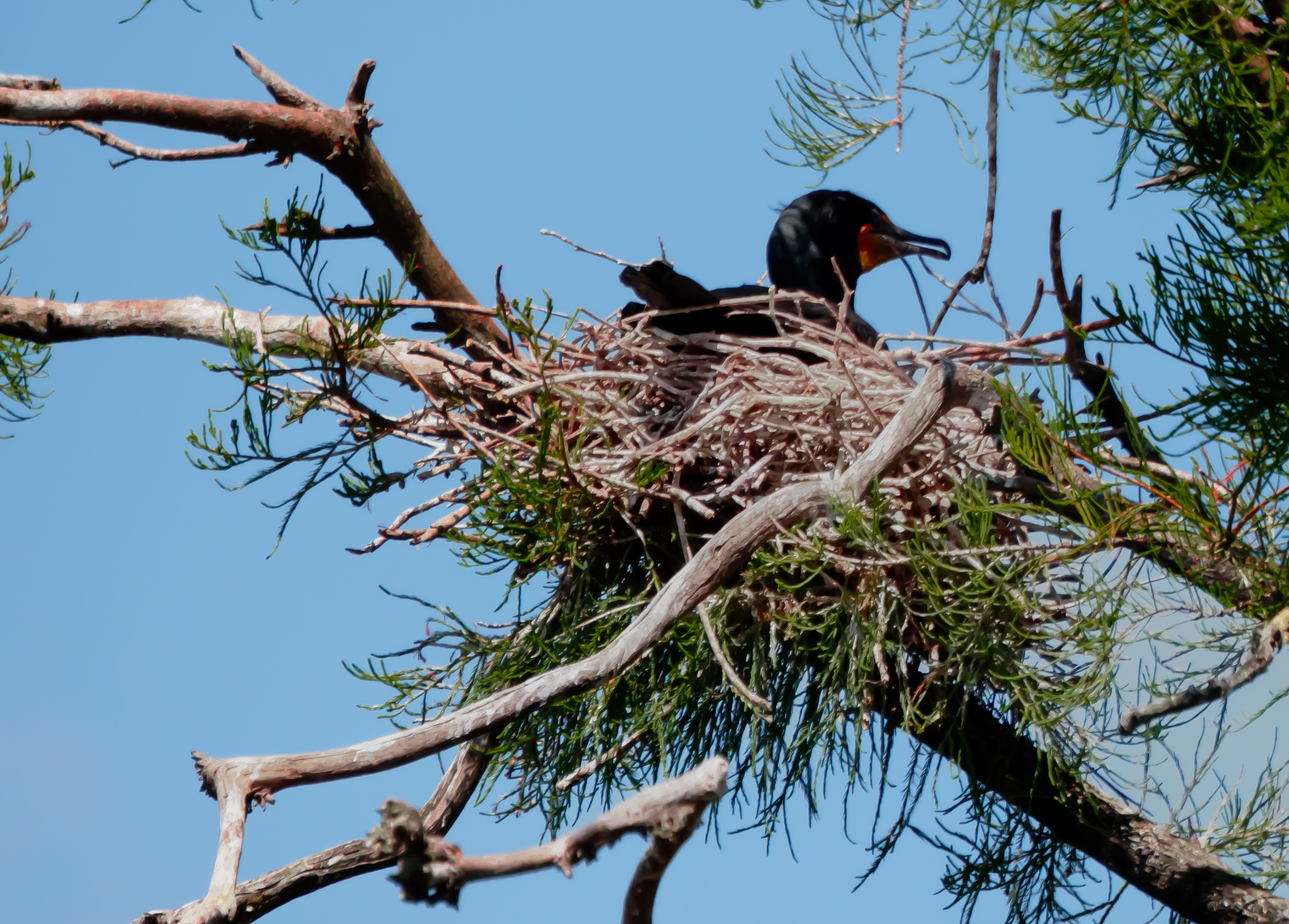 P5081755 nesting cormorant