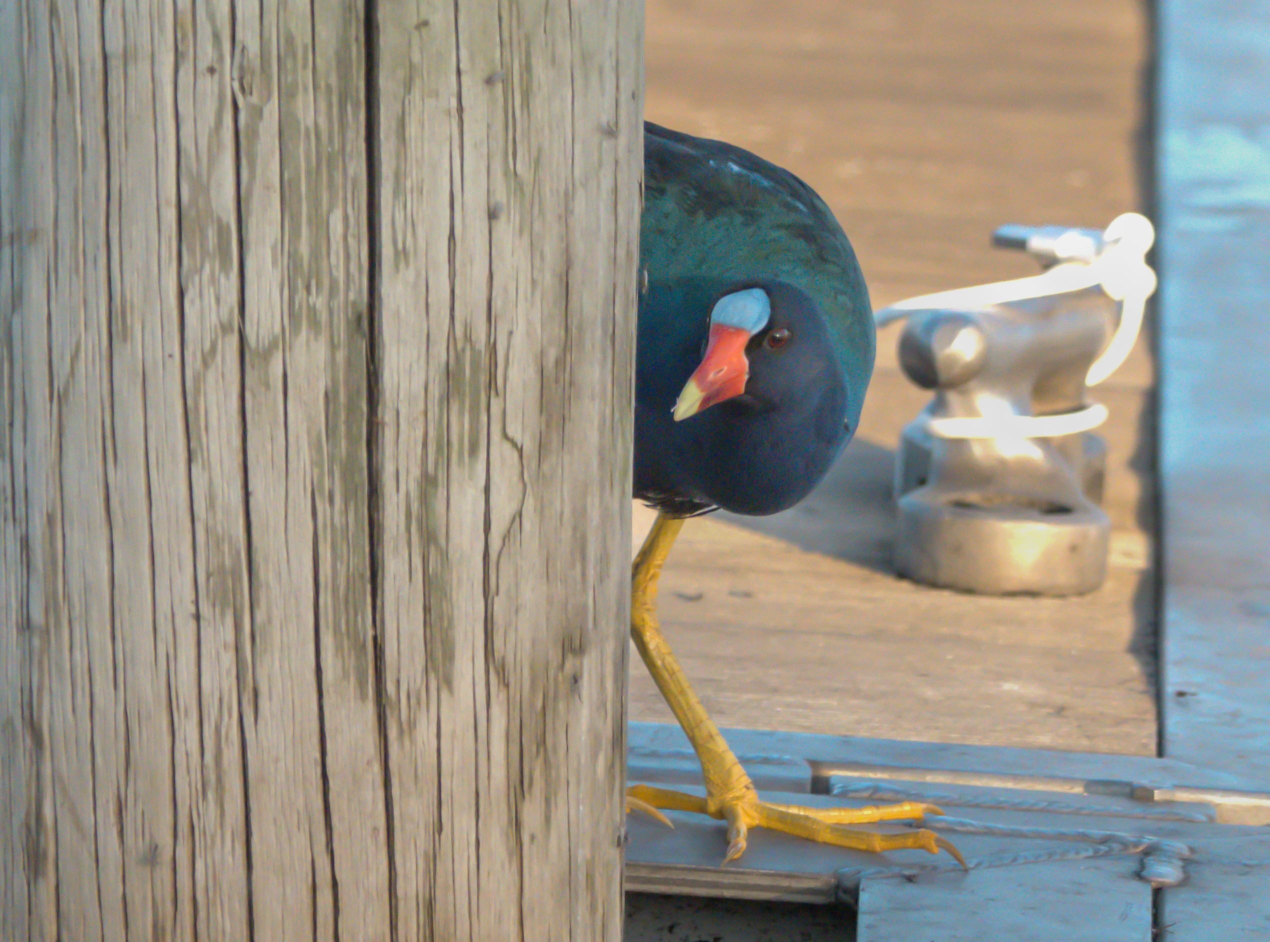 peekaboo gallinule