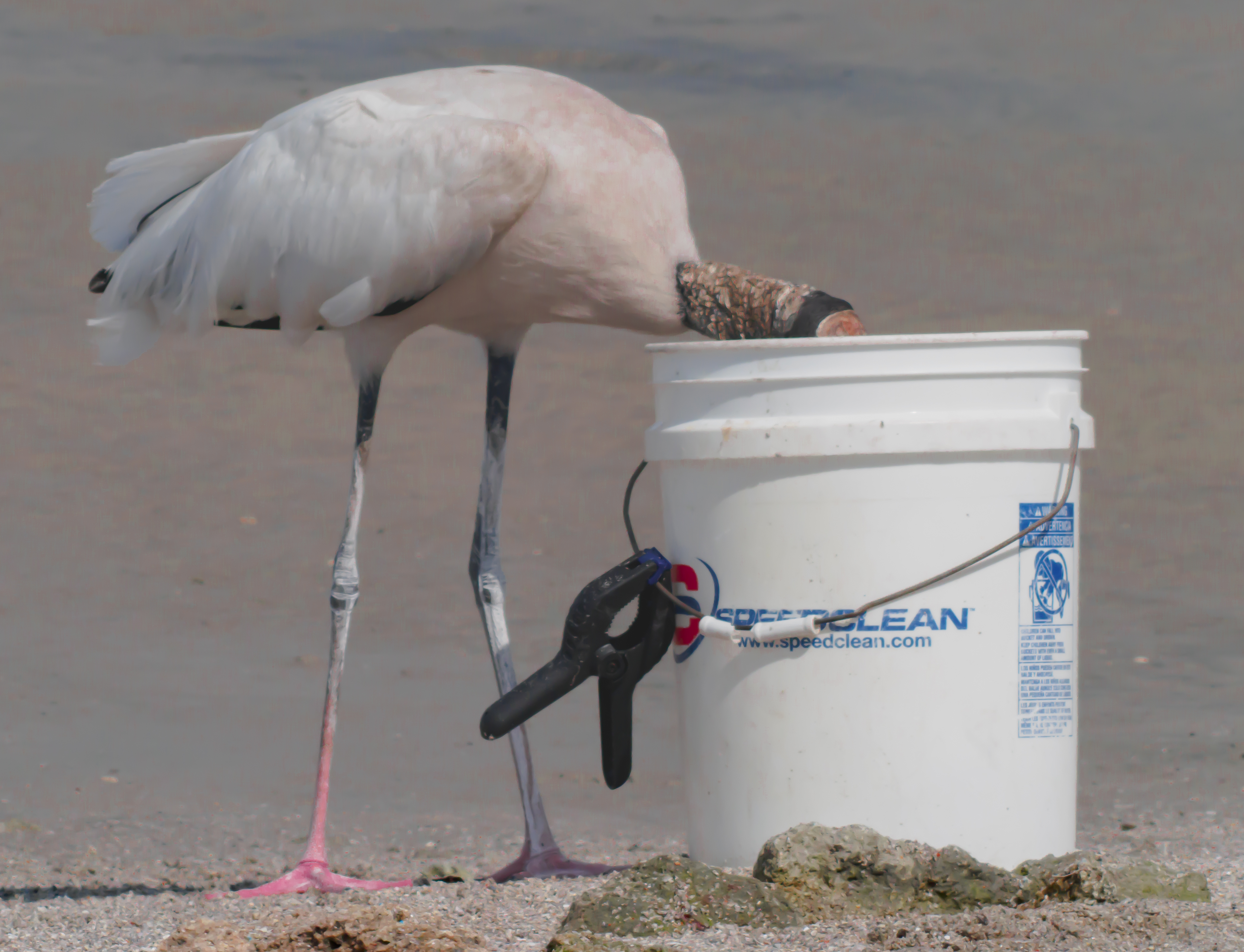woodstork head in bucket