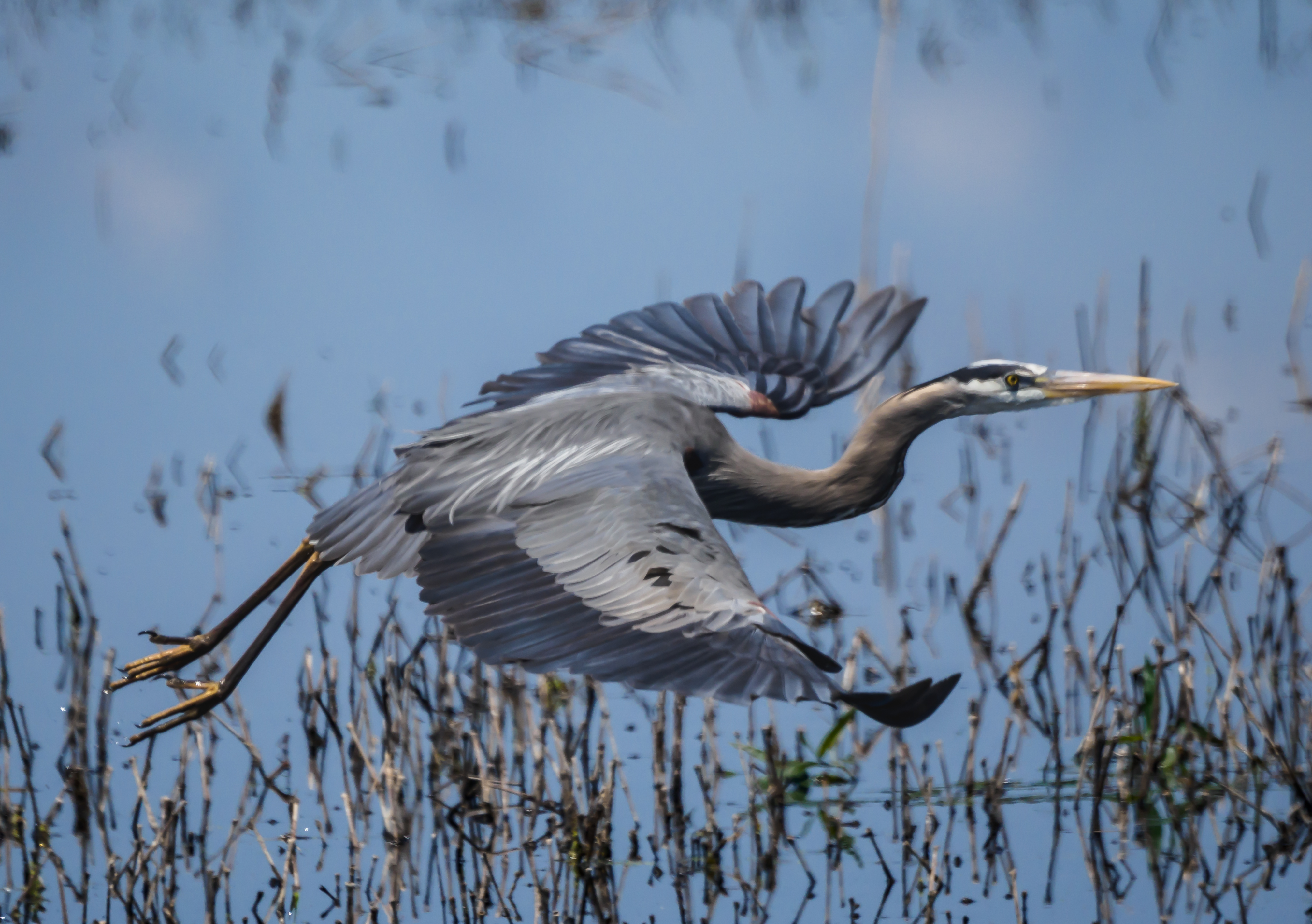 P5230034 GBH in flight