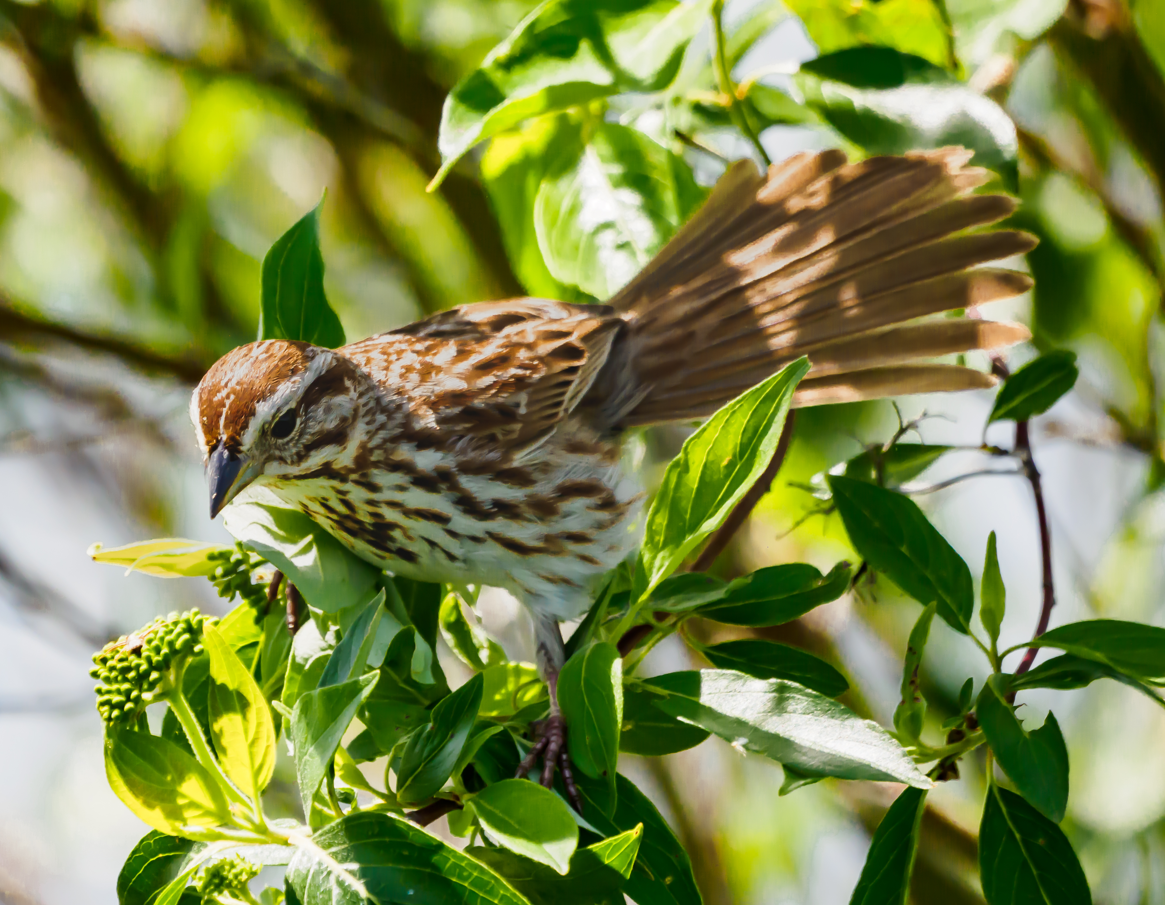 P5240180 song sparrow