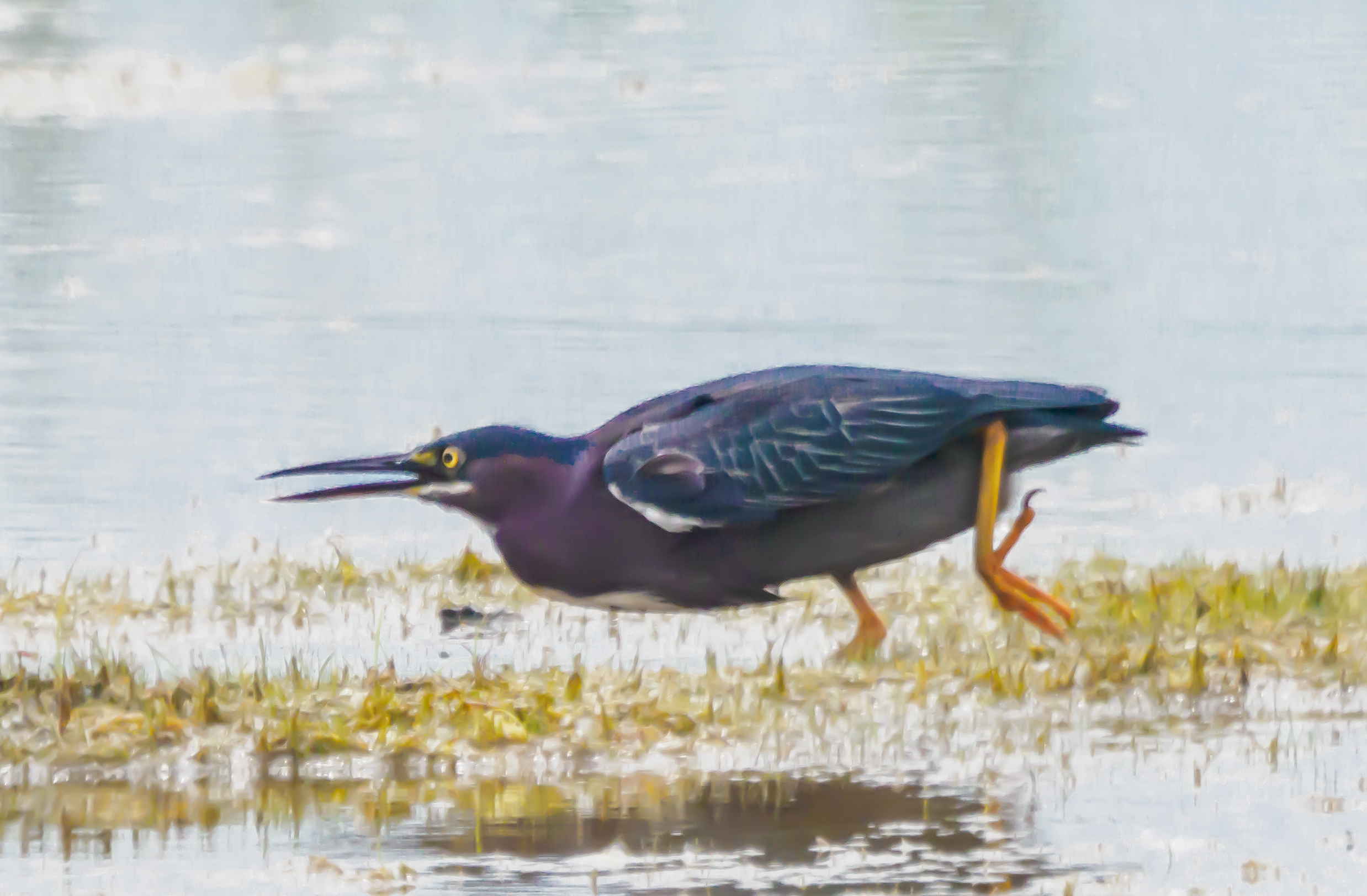 P6120970 green heron
