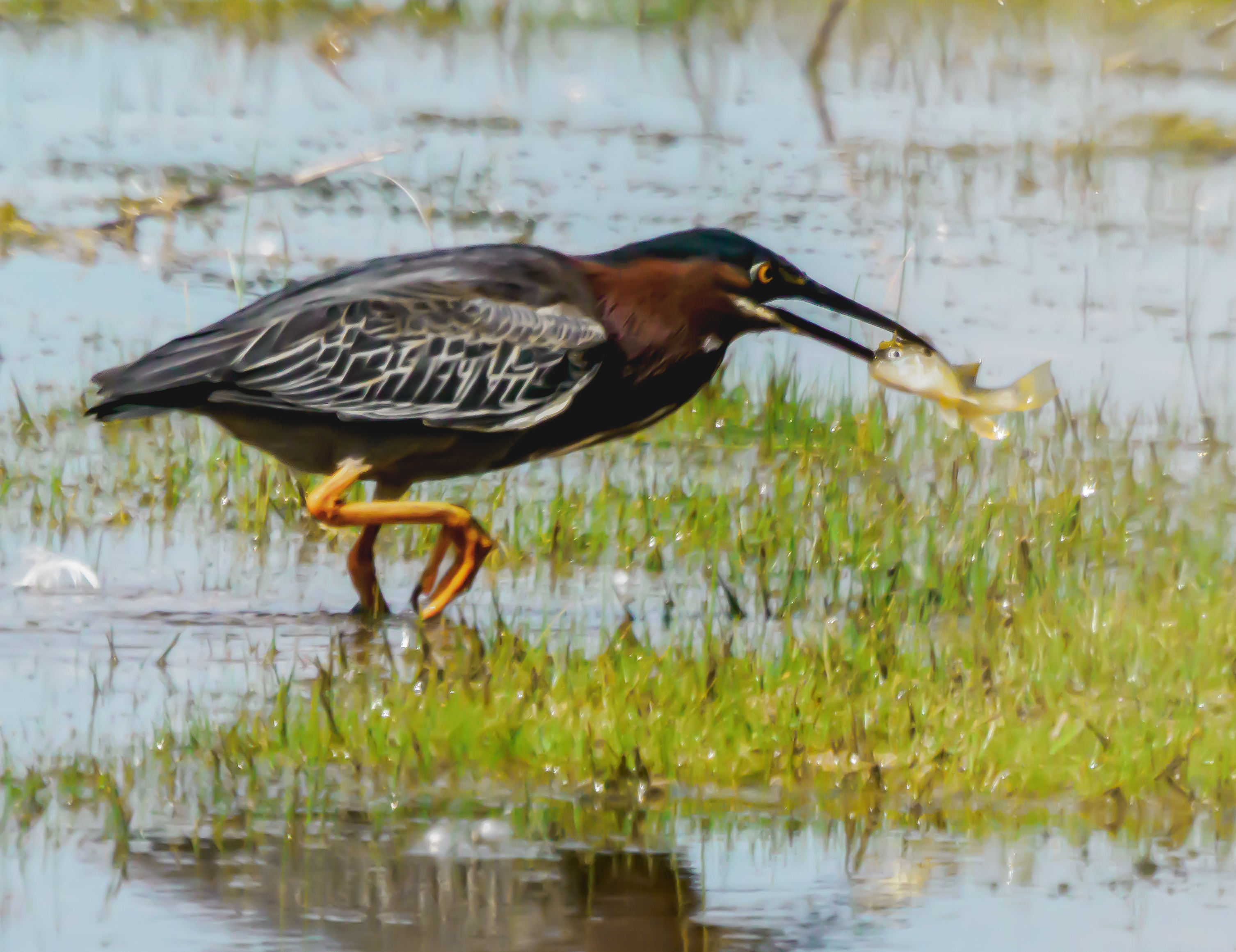 P6130381 green heron with fish