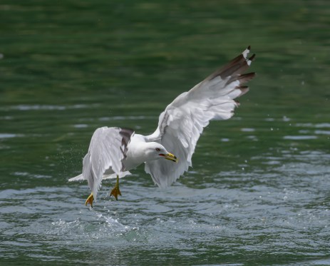 850_1292 gull in flight