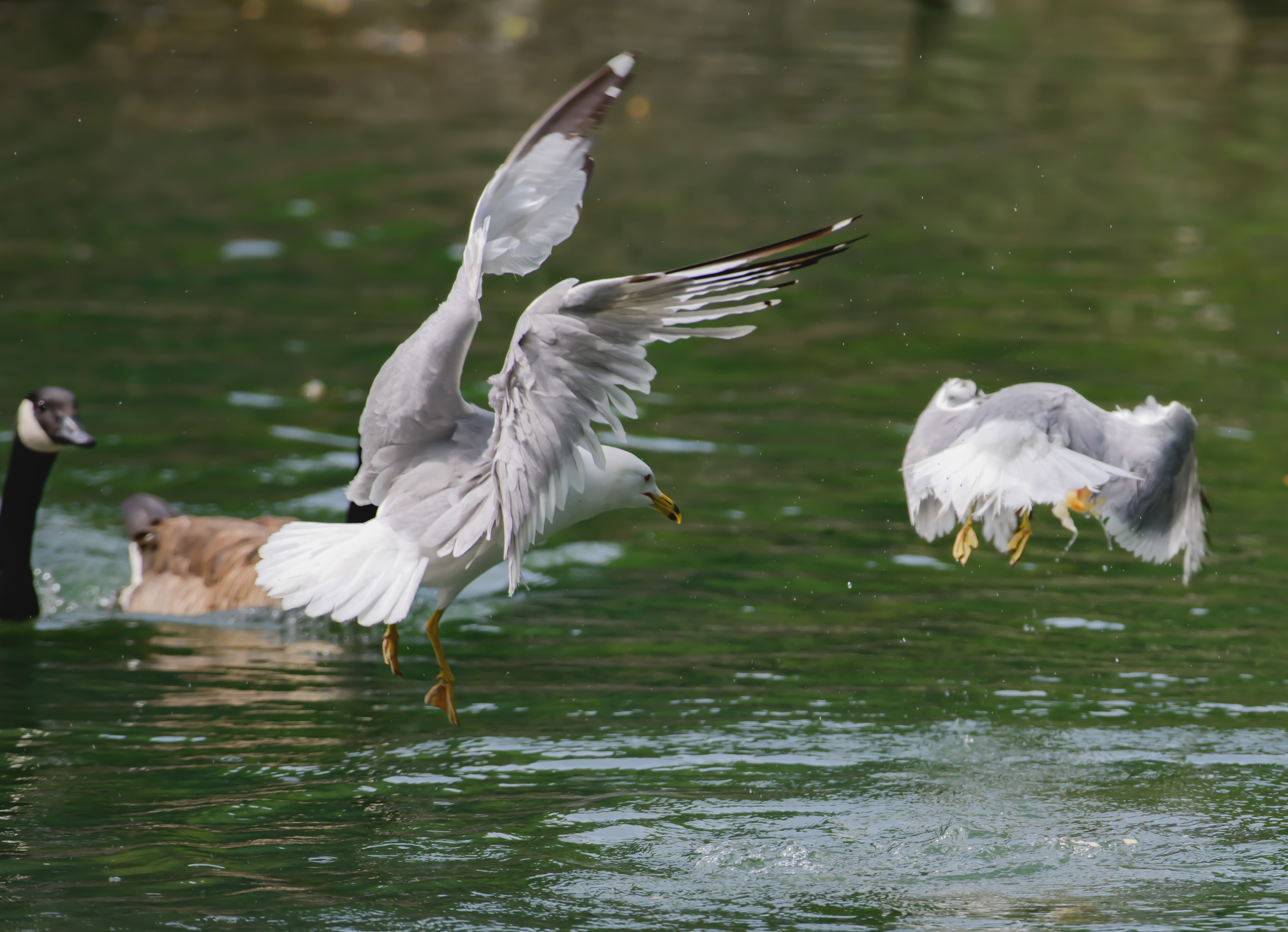 850_1316 gull chasing another