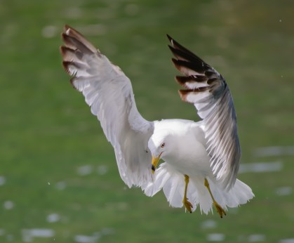 850_1404 gull in flight
